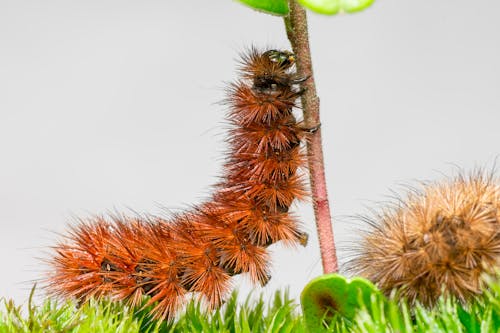 Free stock photo of animal, animal antenna, animal wing