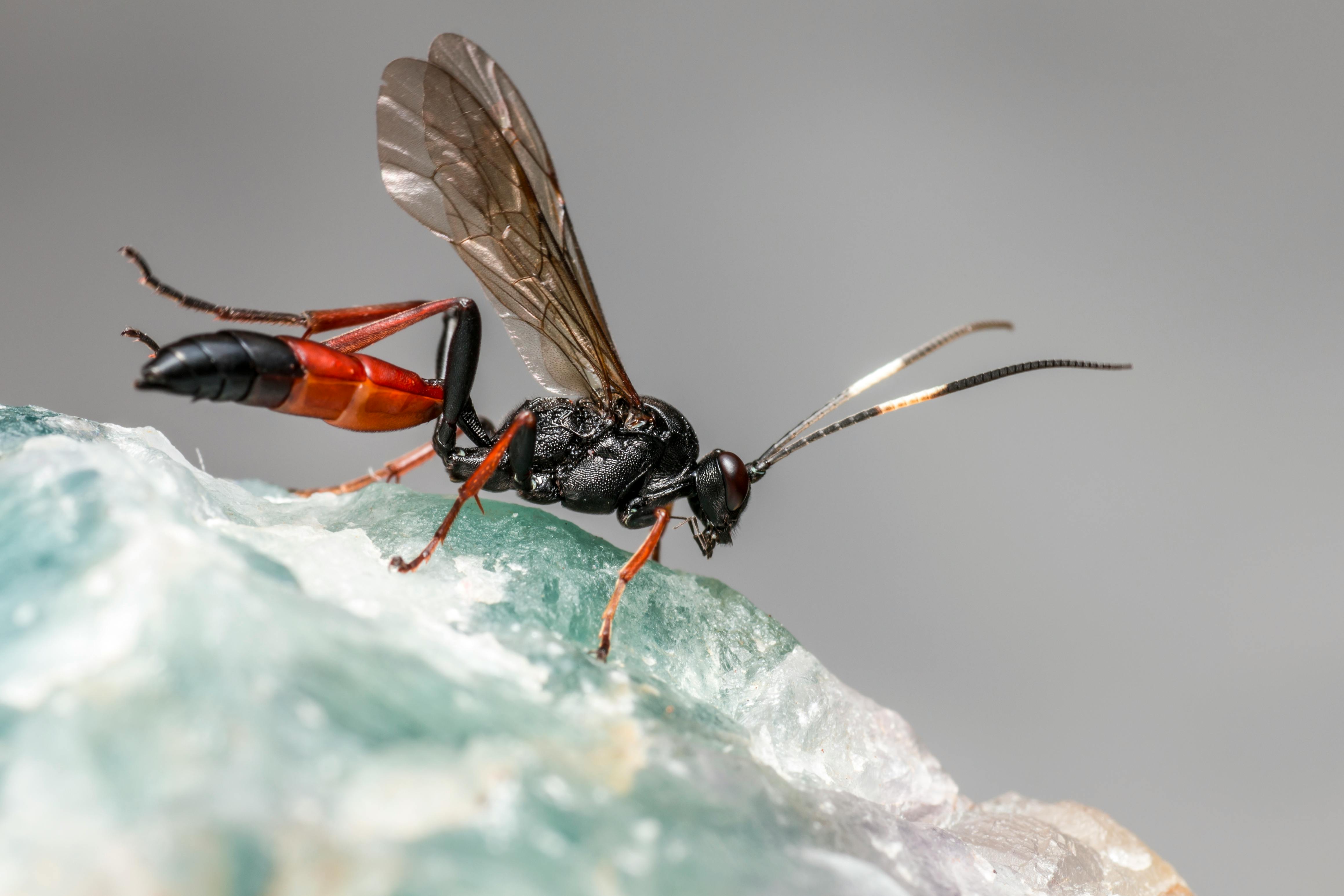 石纹的详细宏观镜头，拍摄了栖息在纹理岩石表面上的黄蜂