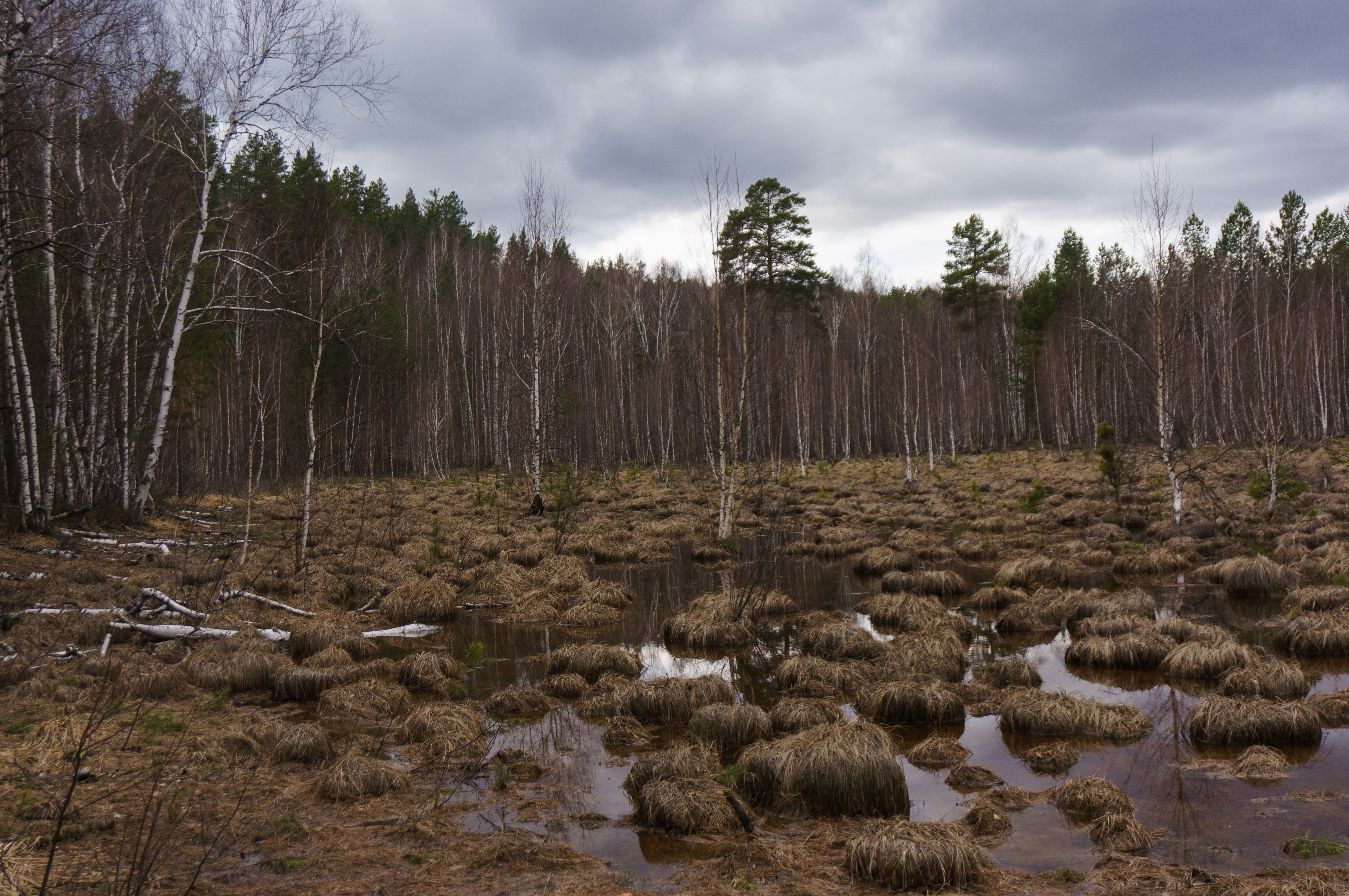 Moody Marshland with Birch Trees in Early Spring · Free Stock Photo
