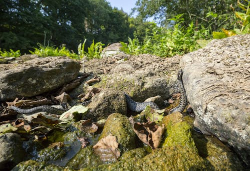 A Snake Crawling on Mossy Rocks