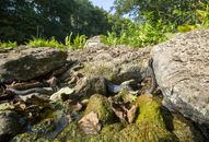 Black and Brown Crocodile on Brown Rock Near Green Trees