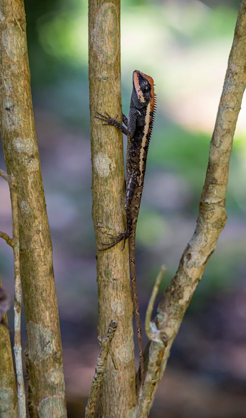 Free stock photo of animal, calotes emma, carnivore