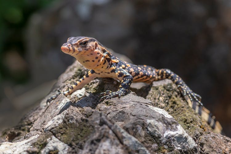 Asian Water Monitor Lizard On Big Rock