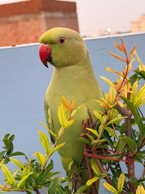 Free Vibrant green parrot perched on a plant with urban backdrop, captured outdoors. Stock Photo