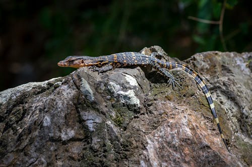 Free stock photo of animal, animals in the wild, asian water monitor