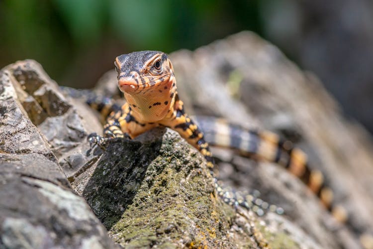 Asian Monitor Lizard Crawling On Big Rock