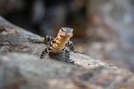 Brown and Black Lizard on Gray Rock