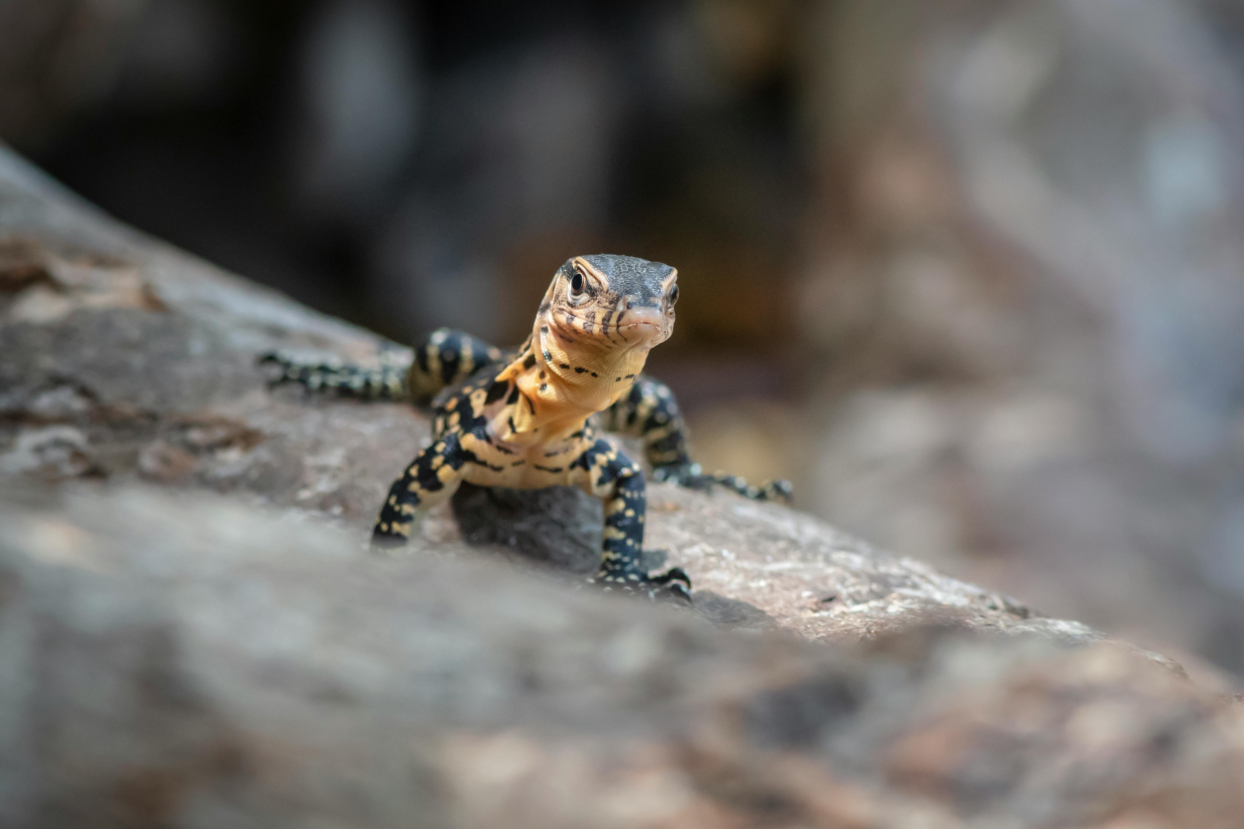 Brown and Black Lizard on Gray Rock · Free Stock Photo