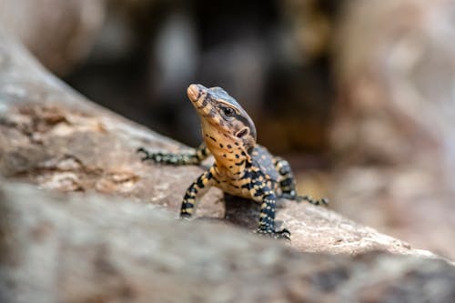 Free stock photo of animal, animals in the wild, asian water monitor