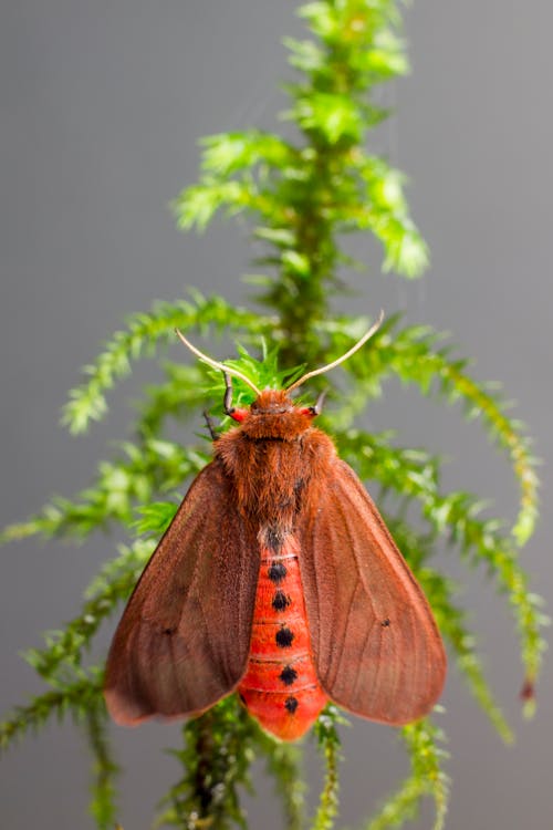 Brown Moth Perched on Green Plant