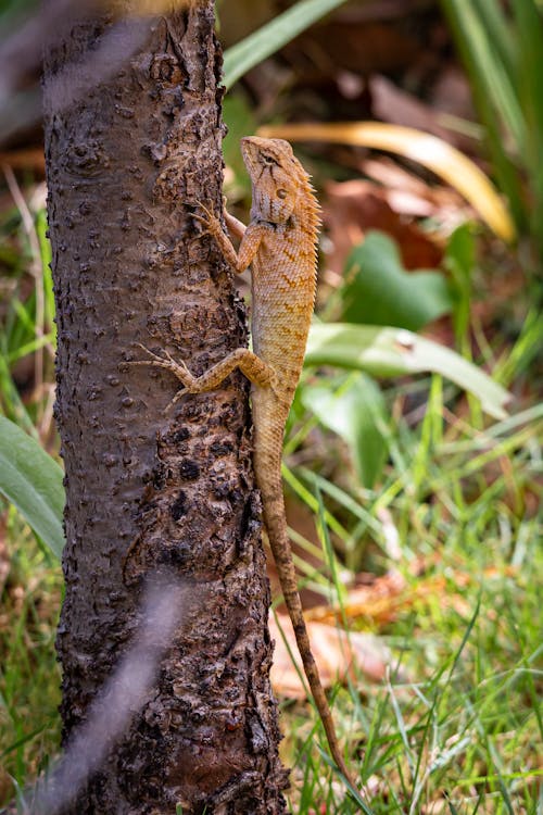 Free Oriental Garden Lizard on a Tree Branch Stock Photo