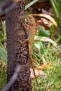 Brown and Black Lizard on Brown Tree Branch