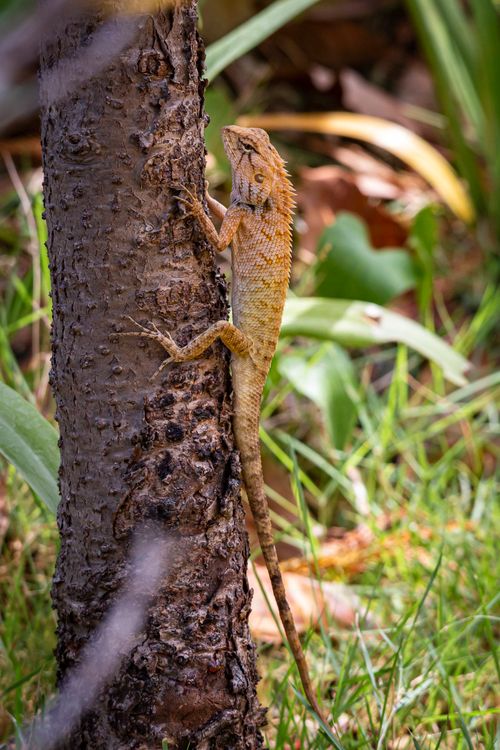 Lizard Behind Tree Oriental Garden Lizard on a Tree Branch · Free Stock Photo