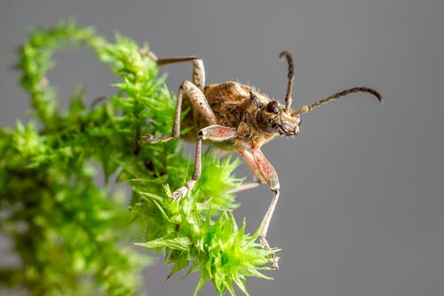 Longhorn Beetle Perched on Green Plant