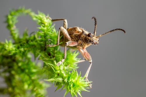 Gratis lagerfoto af antenner, Grøn plante, hvirvelløse