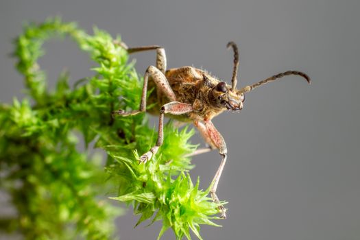 Brown and Black Grasshopper on Green Plant