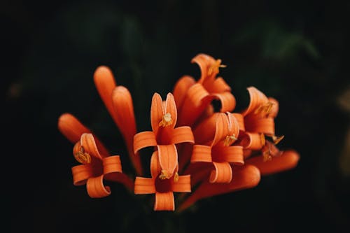 bezplatná Základová fotografie zdarma na téma flóra, jemný, květiny Základová fotografie