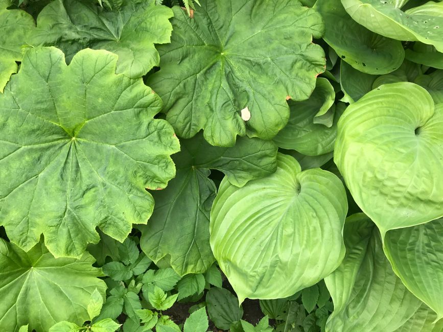 Schaduwdoeken boven bloemperken in zonnige tuin. Schaduwdoeken boven bloemperken in zonnige tuin.