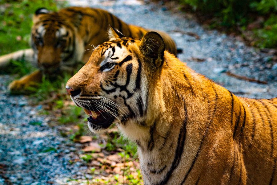 Sundarbans National Park photo 5