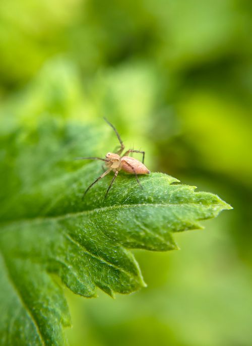 Free Macro shot of a small insect perched on a green leaf, showcasing nature's intricate details. Stock Photo