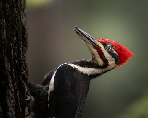 Free Detailed view of a pileated woodpecker perched on a tree in a natural habitat. Stock Photo