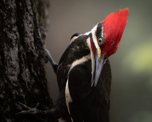 Free Detailed image of a Pileated Woodpecker with vibrant red crest perched on a tree trunk. Stock Photo