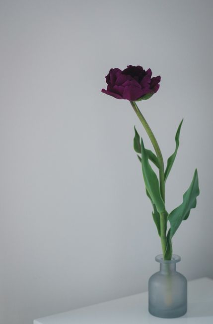 A single dark purple tulip elegantly displayed in a minimalist frosted glass vase on a white surface.