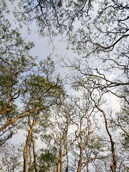 Free Trees silhouetted against a soft sky, creating a peaceful and natural atmosphere. Stock Photo