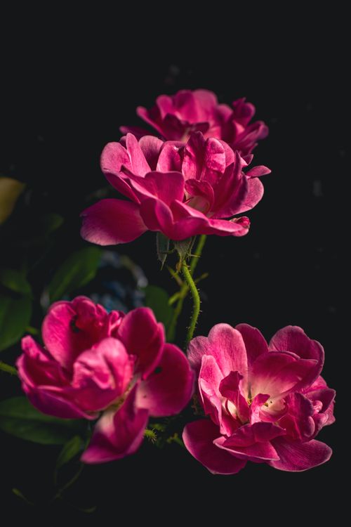 Free Close-up of vibrant pink roses with deep green leaves illuminated against a dark backdrop. Stock Photo