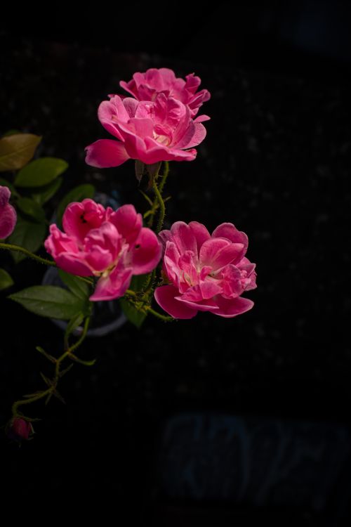 Free A captivating close-up of vividly pink roses against a dark background, emphasizing vibrant floral beauty. Stock Photo