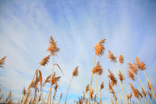 Free Beautiful golden reed grass swaying under a clear blue sky, perfect representation of serene nature. Stock Photo