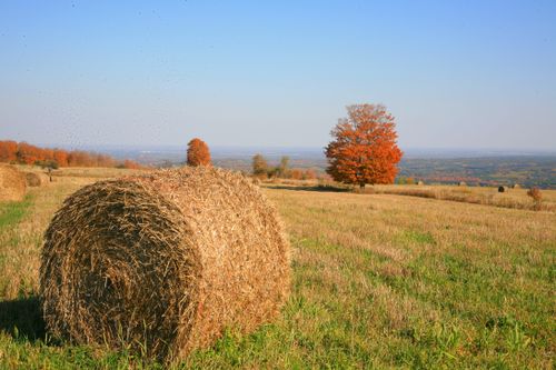 Free A beautiful autumn landscape with hay bales in a vast field and vibrant orange trees. Stock Photo