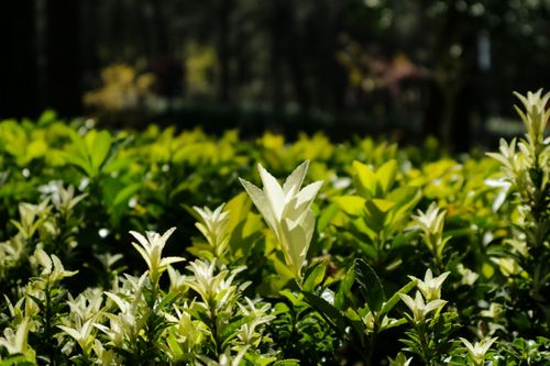 Free A lush garden scene with sunlight illuminating vibrant green foliage and plants. Stock Photo