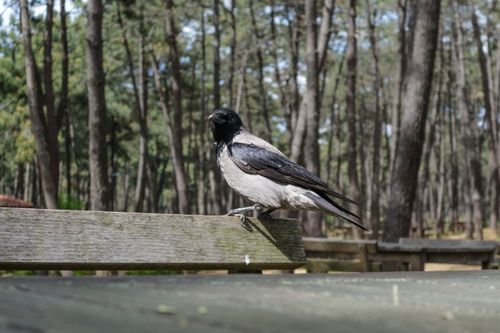 Free Hooded crow resting on a wooden surface in a sunlit forest setting. Stock Photo