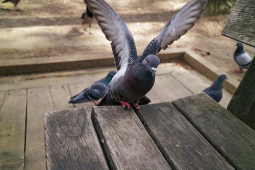 Free A pigeon with open wings perched on a wooden bench outdoors during the day. Stock Photo