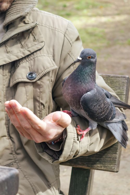 Free A close-up of a pigeon sitting on a person's hand outdoors in a park setting. Stock Photo