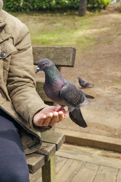 Free Close-up of a pigeon perched on a person's hand in a park, with a blurred background. Stock Photo