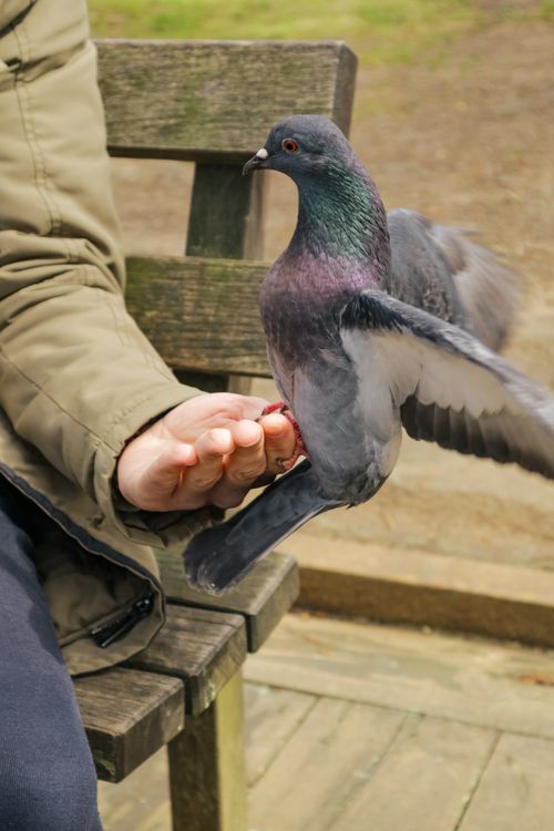 Free A pigeon gracefully lands on a person's hand in a park, showcasing a moment of human-nature interaction. Stock Photo