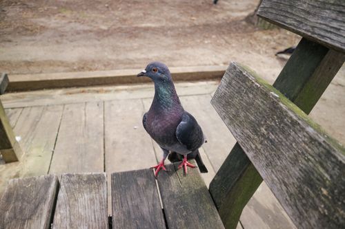 Free Urban pigeon perched on a wooden bench in a city park setting. Nature in urban life. Stock Photo