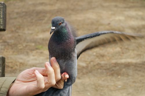 Free Pigeon flaps wings as it lands on a person's hand outdoors, showcasing trust and interaction with wildlife. Stock Photo