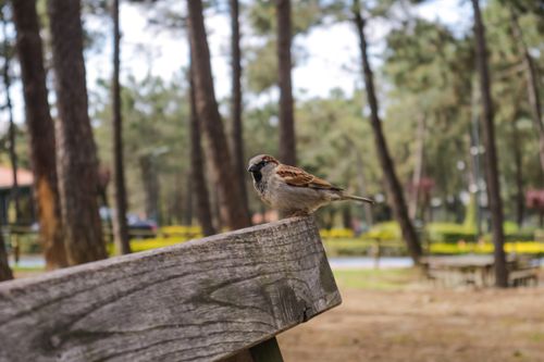 Free A sparrow perched serenely on a wooden bench in an outdoor forest setting during the day. Stock Photo