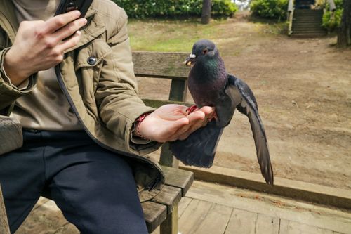 Free Close-up of a person feeding a pigeon in a park, showcasing human-animal interaction. Stock Photo