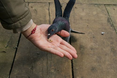 Free A pigeon feeding from a person's hand on a wooden surface, showcasing human-animal interaction. Stock Photo