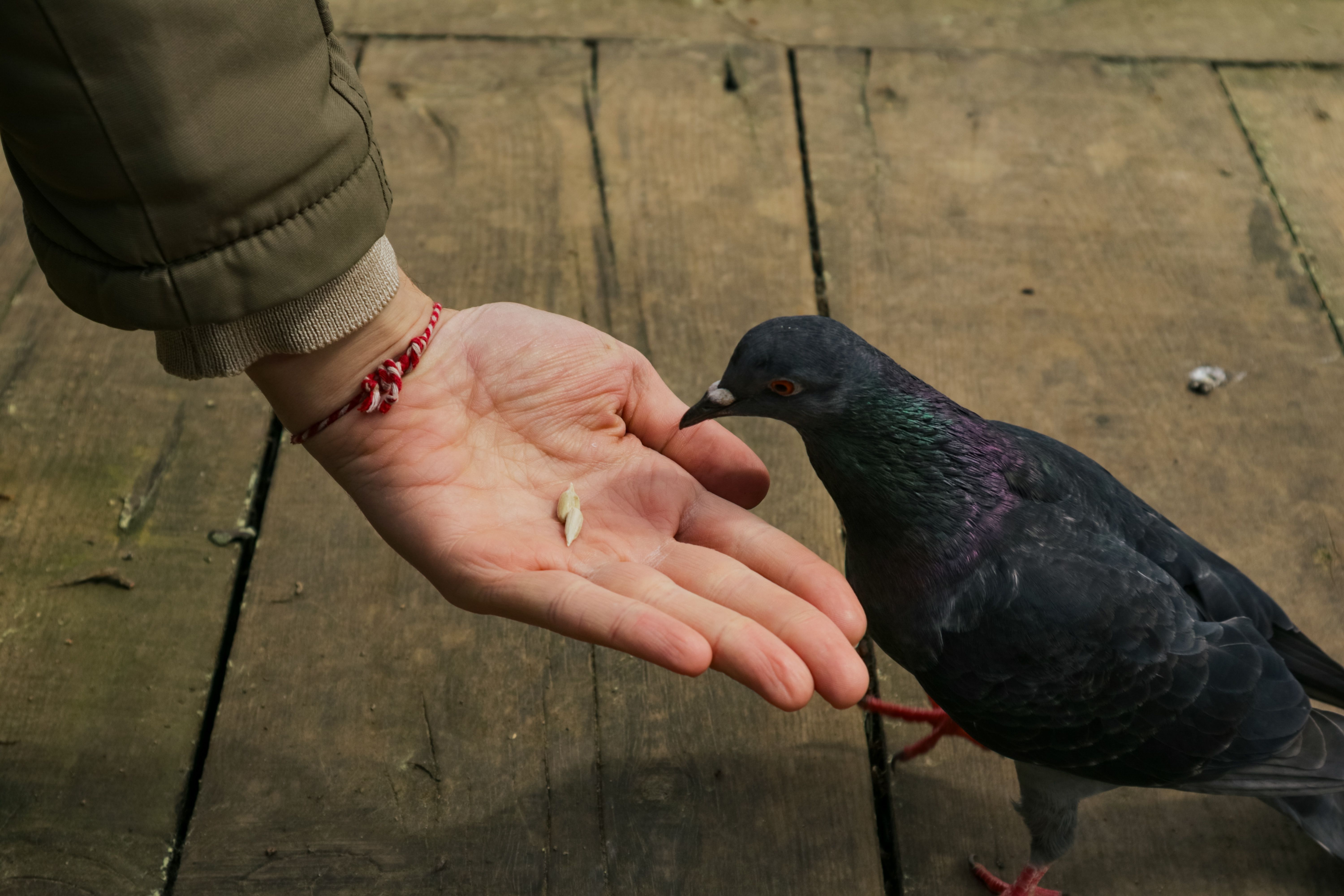 human have gizzard