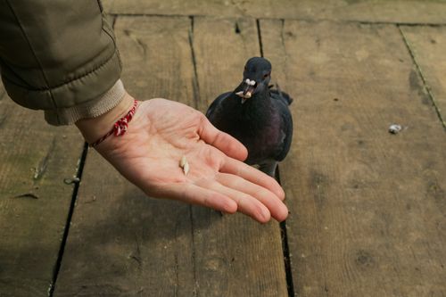 Free A person feeds a black pigeon on a wooden deck, showcasing human-animal interaction. Stock Photo