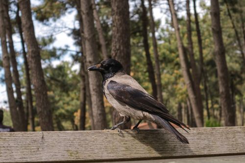 Free Hooded crow perched on a railing in a pine forest during daytime. Stock Photo