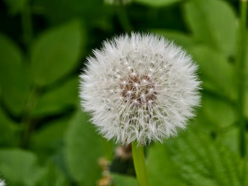 Free Detailed view of a dandelion seed head with green leaves background, symbolizing nature and growth. Stock Photo