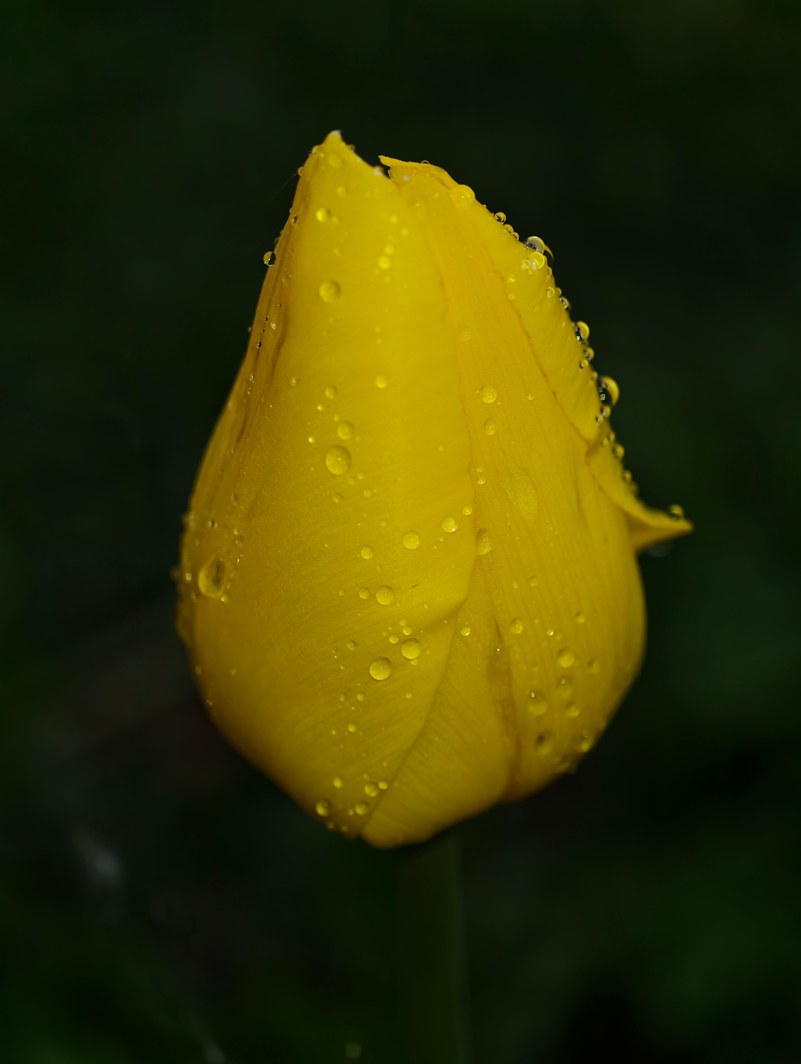 Fotomural Un vibrante capullo de tulipán amarillo adornado con gotas de rocío, capturado en un sereno entorno al aire libre.