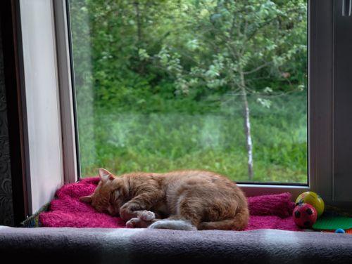 Free Ginger cat comfortably sleeping on a pink blanket by a window with a green garden view. Stock Photo