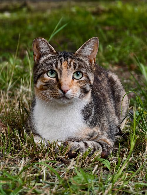 Free A tabby cat with striking green eyes sits calmly on a grassy lawn, exuding elegance and charm. Stock Photo